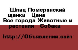 Шпиц Померанский щенки › Цена ­ 25 000 - Все города Животные и растения » Собаки   